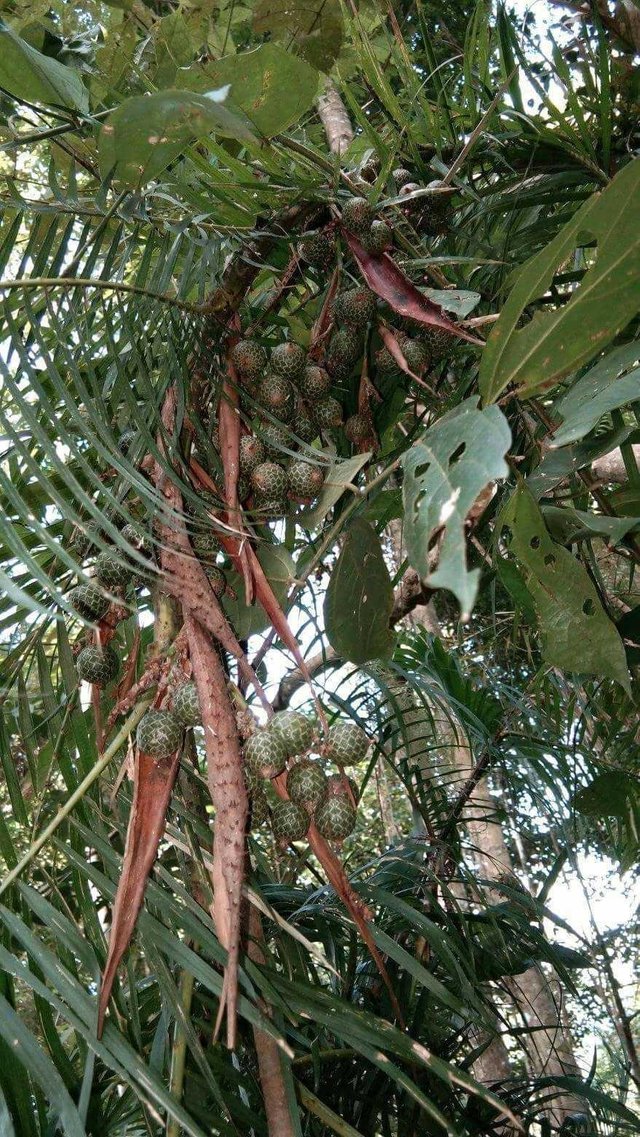 Beberapa jenis buah rotan  dan sebutan di daerah masing 