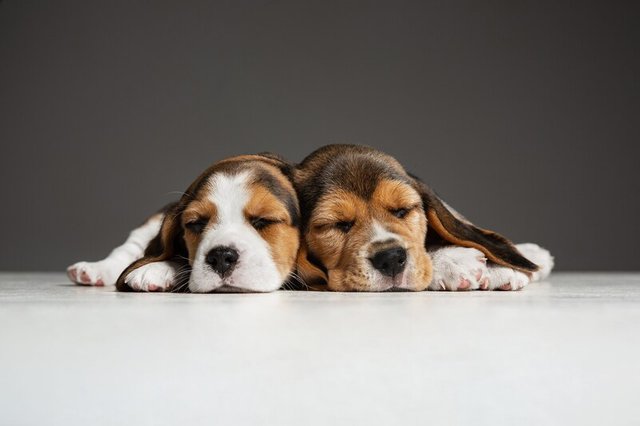 puppy pads