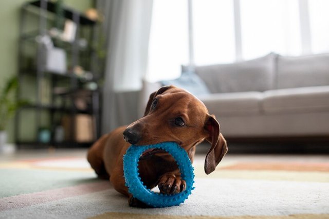 puppy toys