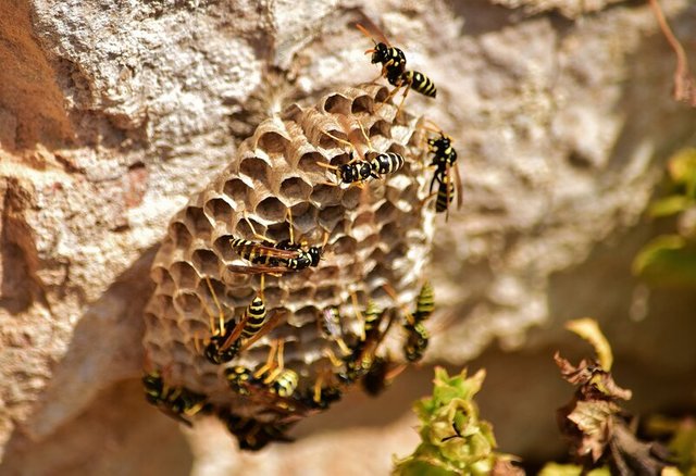 Wasp removal