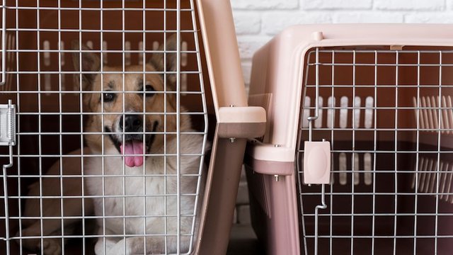 dog crate Australia