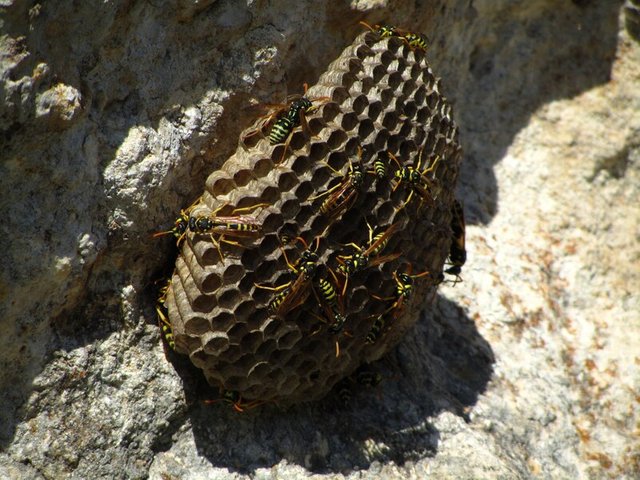 Wasp control