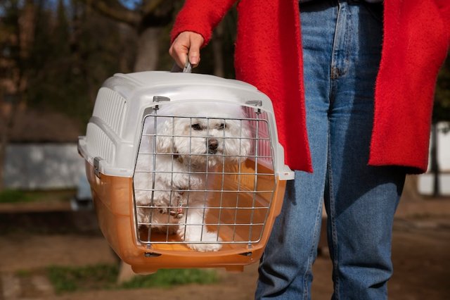 crates for dogs