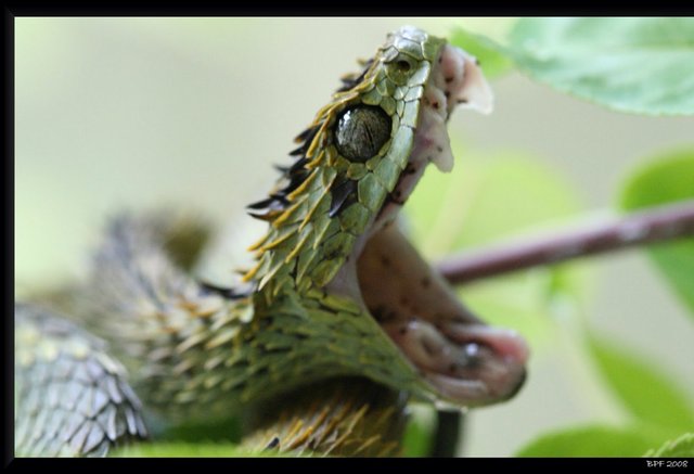 Hairy Bush Viper (Atheris hispida) - Venomous Snake Stock Photo