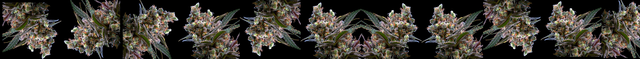 smokeio dark bud banner.png