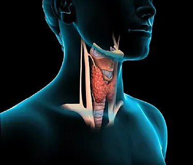 How Does The Thyroid Affect The Body S Metabolism And Brain Steemit