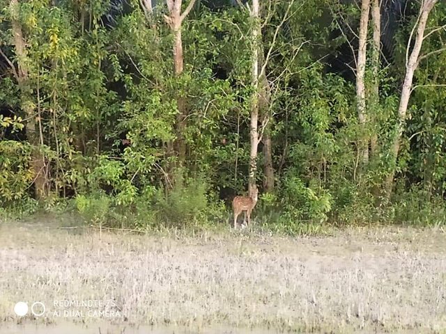 Visit at Sundarban,Khulna, Bangladesh (12-01-2020)   