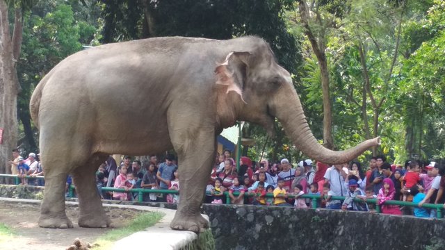 elephants are always friendly