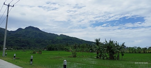 Rice field portrait