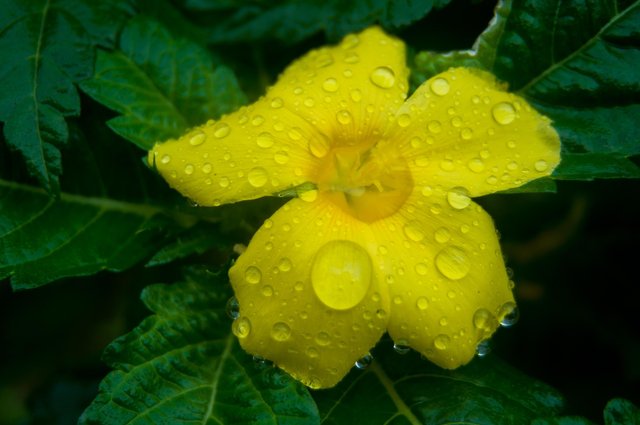 Selection of some of the best flowers I have photographed