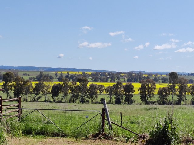 Canowindra surroundings: Canowindra, AUSTRALIA.jpg