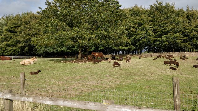 Adam Henson's Cotswold Farm Park (United Kingdom).jpg