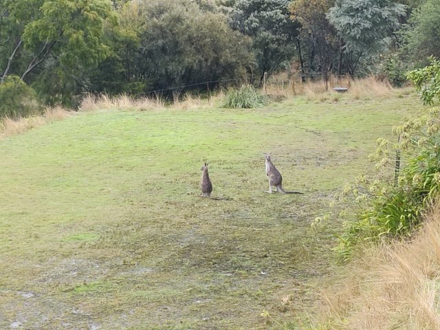 Kangaroo Grounds: AUSTRALIA.jpg