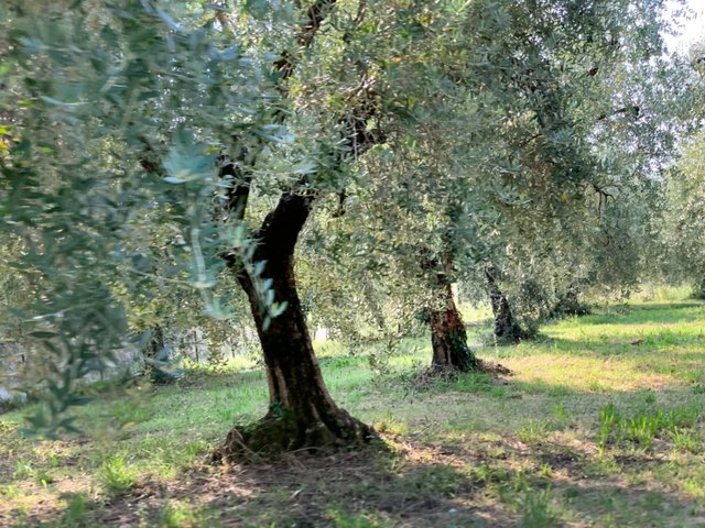 The olive trees are everywhere, and i bought some oils to take home during the entire stay in italy. Also balsamic glasses, for desserts and cooking