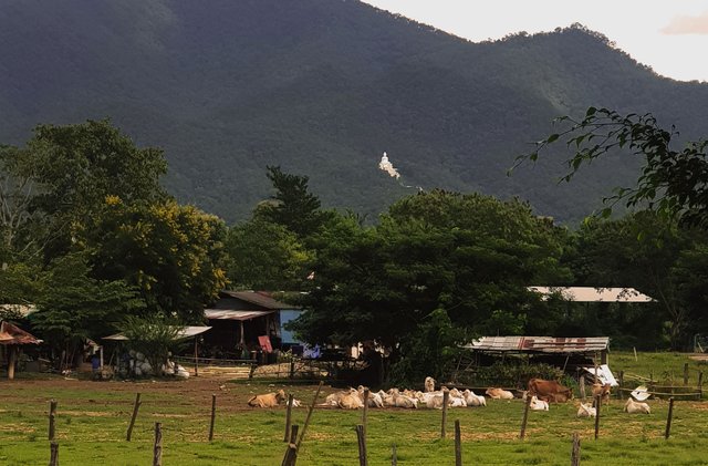 Buddha watching over the cows