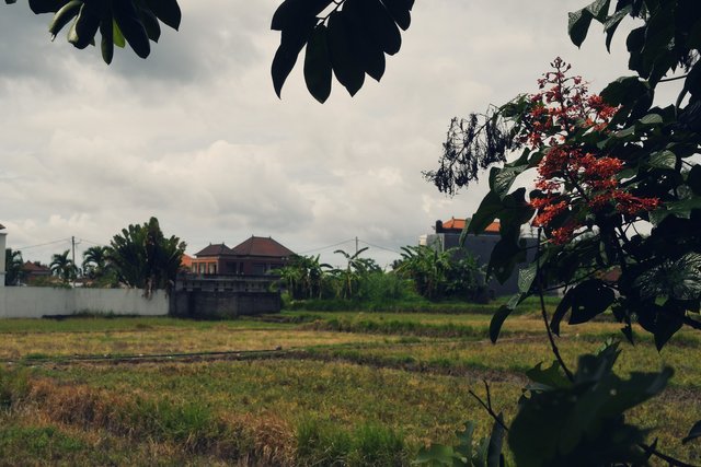 View from the porch Ubud