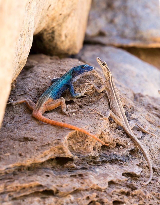 Local herpetofauna (Broadley's flat lizard) around the springs (Photo: Vicky Garcia).