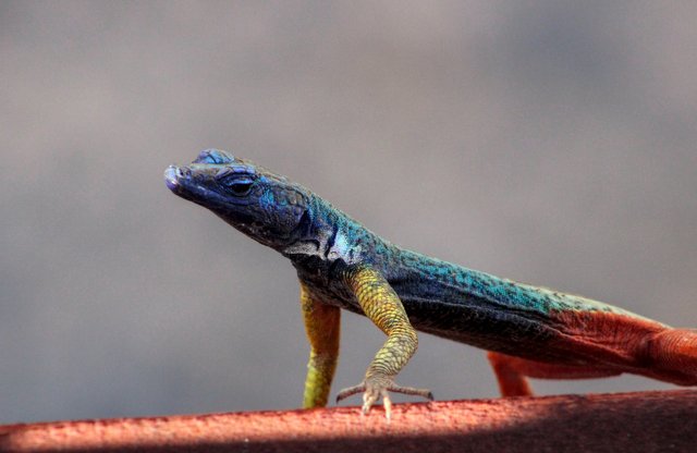 Broadley's flat lizard checking me out.