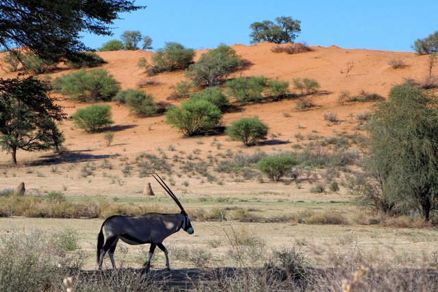 Gemsbok.