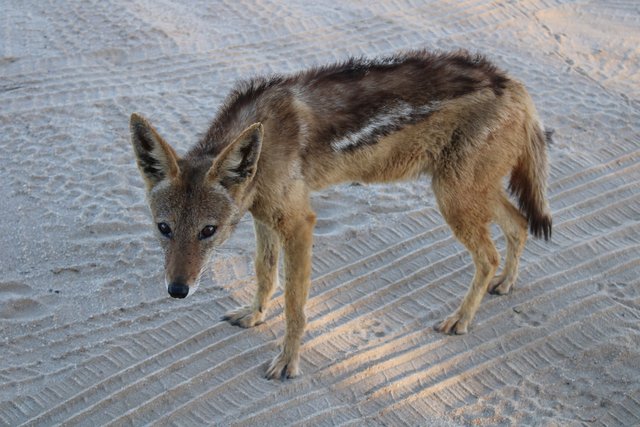 Black-backed Jackal.