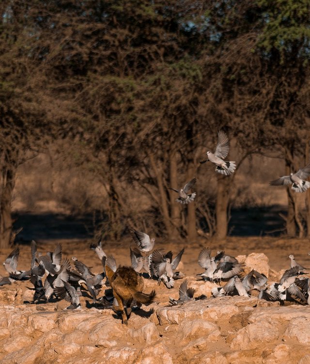 Black-backed Jackal chasing doves at a waterhole (Photo: Vicky Garcia).