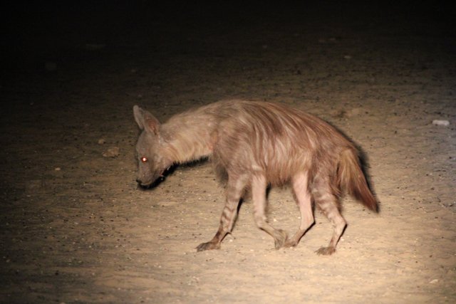 Brown Hyena.