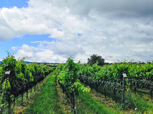 Zweigelt and Blaufränkisch are not the only variety of grapes cultivated in Burgenland. Photo by Alis Monte [CC BY-SA 4.0], via Connecting the Dots