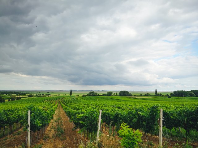Even with the emerged Neusiedler See, the soil of Burgenland remained fertile. Photo by Alis Monte [CC BY-SA 4.0], via Connecting the Dots