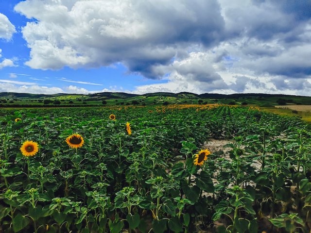 Sunflowers color Burgenland during the mid-summer. Photo by Alis Monte [CC BY-SA 4.0], via Connecting the Dots