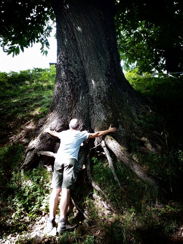 A So Big Chestnut Tree