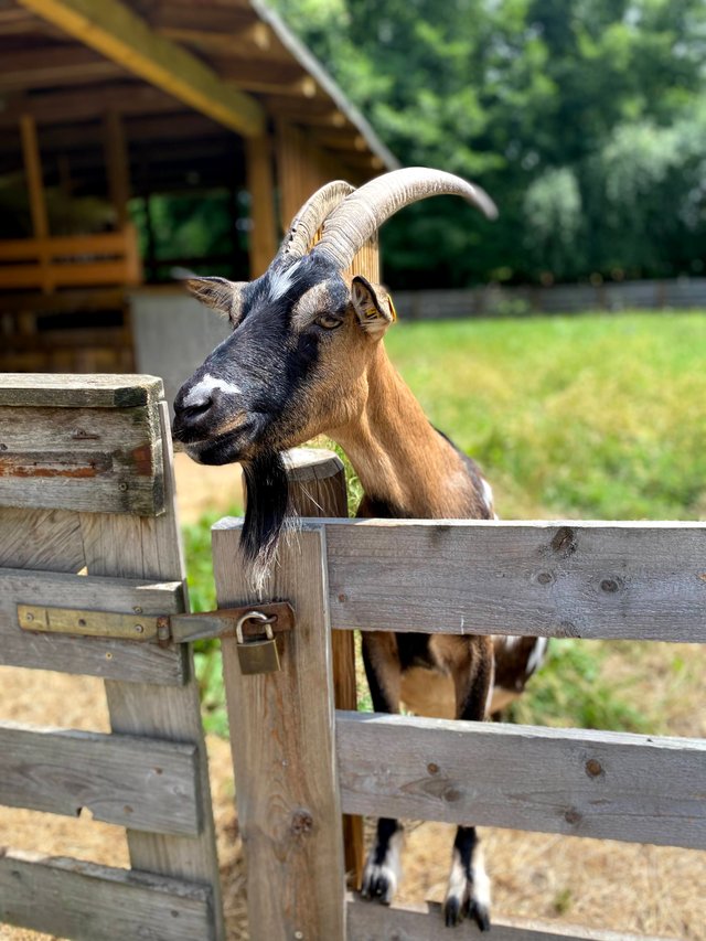 Bricky the goat says hi!