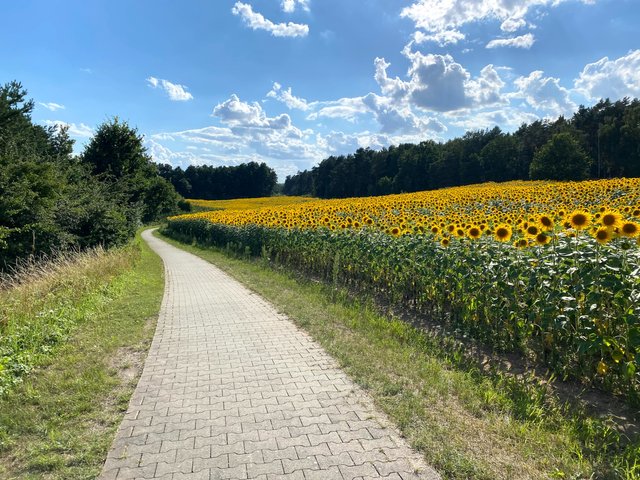 For a bit of color cycle with sunflower :)