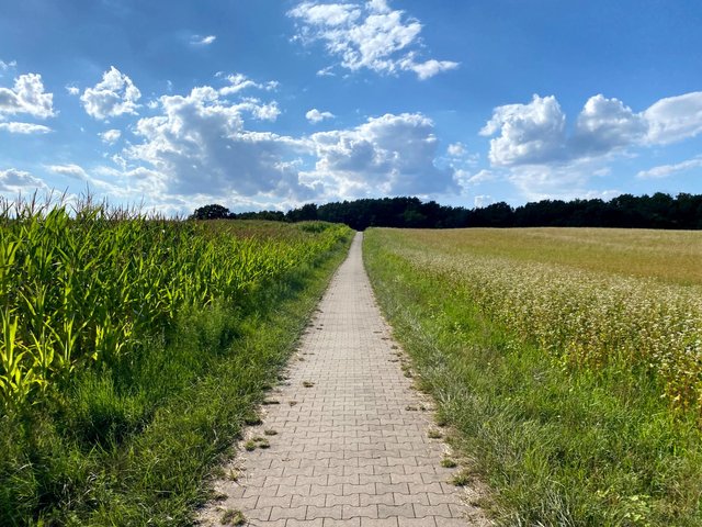 For a bit of hill cycle with cornfiled