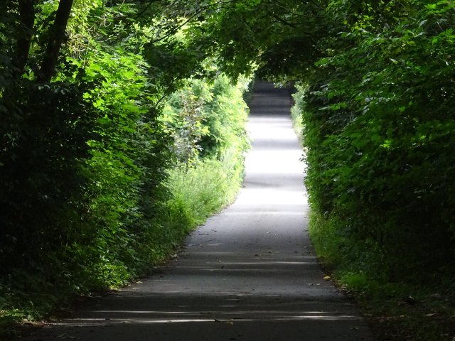 The green tunnel