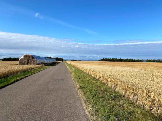 Wheat is ready to be harvested