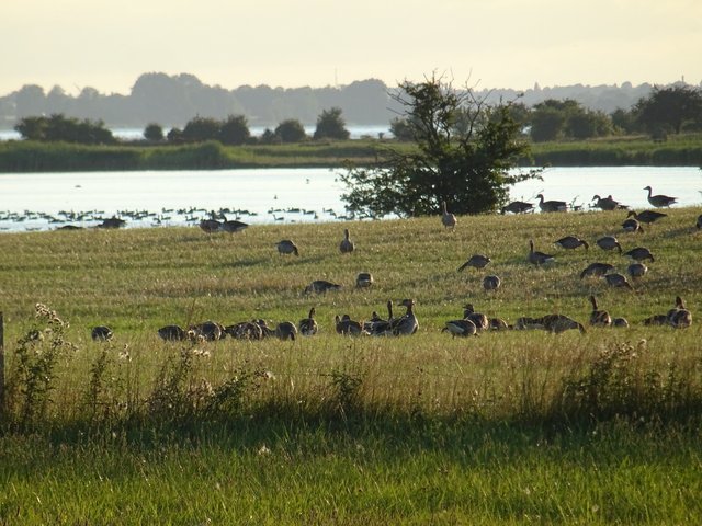Wild geese colony