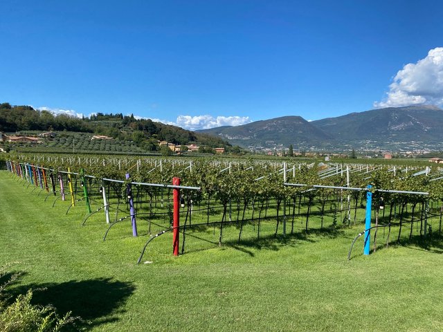 Well-tended vineyards
