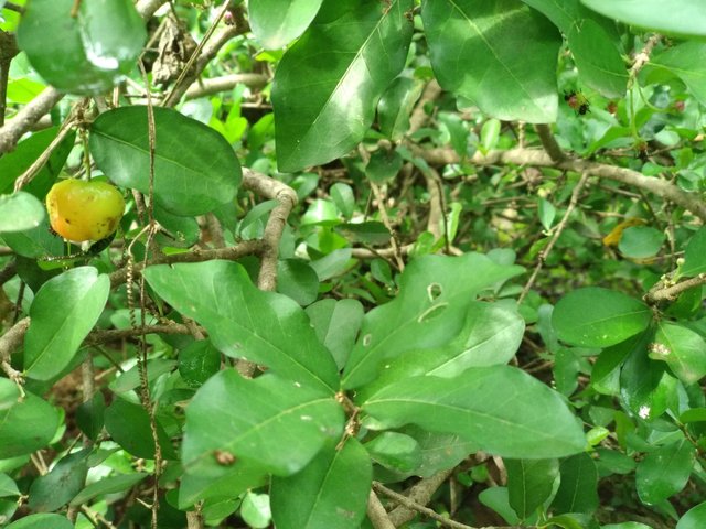 That is one wild fruit I wish I had asked to pluck and try. Always wondered how it tastes like.