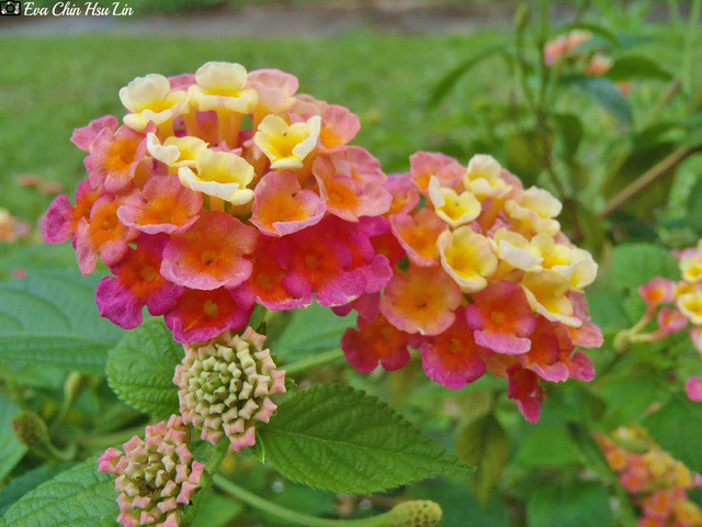 Just had to macro this shot as the flower and its natural colour is just so so so pretty 😍 to me...... 😄