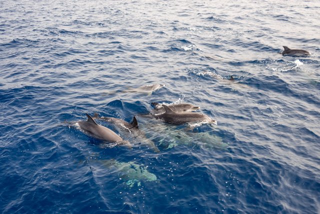 Atlantic Spotted Dolphins