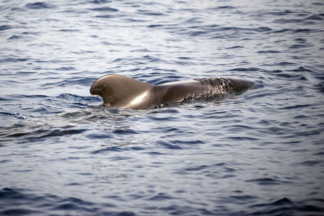 Pilot Whale