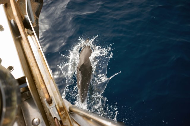 Whale Watching with Third Element