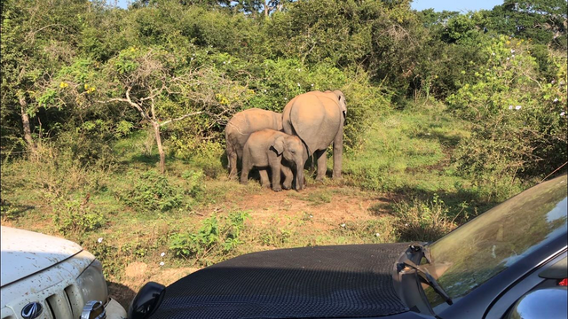 Safari in Yala National Park , seems a collectible card game