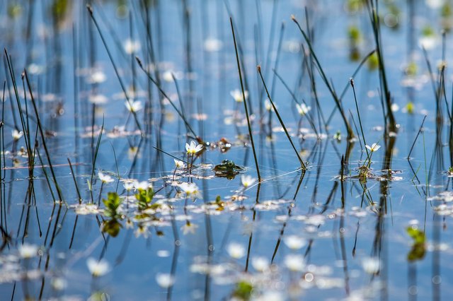 Spot the frog! F3,5 ISDO100 1/2000 sec