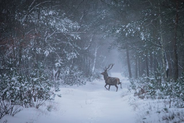 Lucky basterd to see this animal so close!