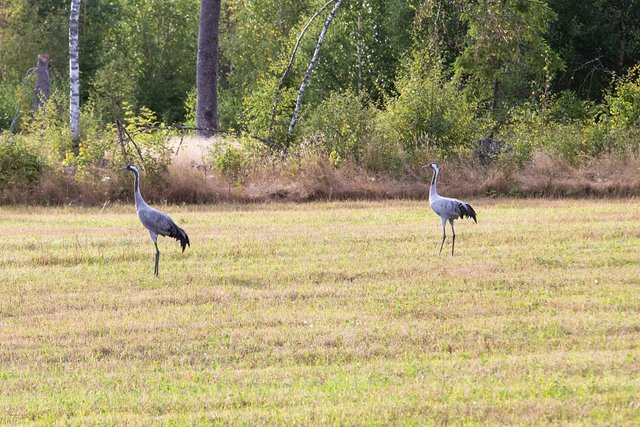 Crane mommy and baby!