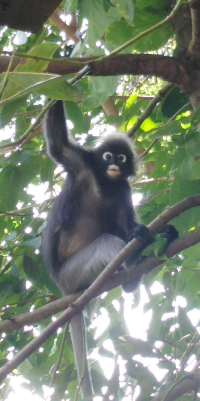 Langur monkey