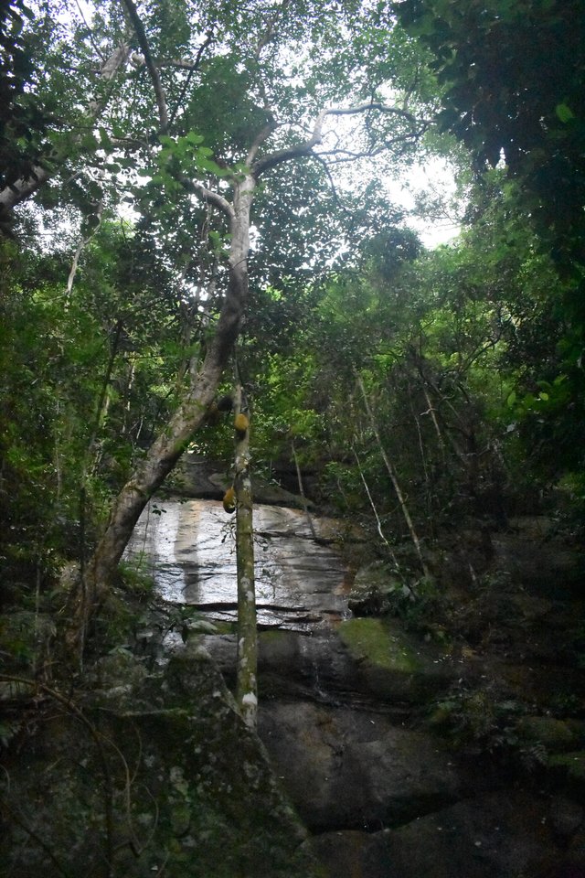 Jack fruit tree in the middle of the jungle