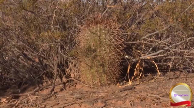 Low-spiny plants. The presence of cacti or cardons is only beginning to be noticed as we gain height on the ground.