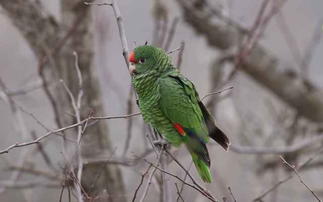 The Smooth Parrot is one of the most representative bird species in Aconquija National Park.